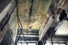 Best Mold Removal for HVAC Installations in USA